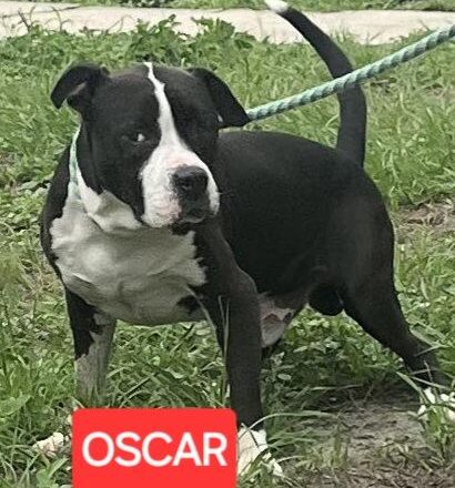 Oscar