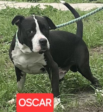 Oscar