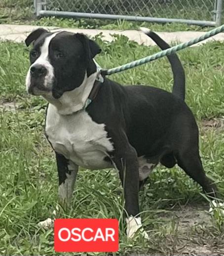 Oscar