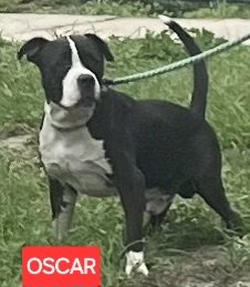 Oscar