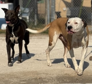 Zena & Scrappy