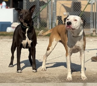 Zena & Scrappy