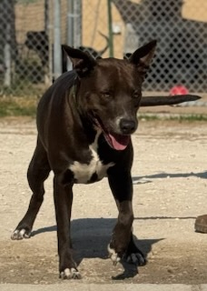 Zena & Scrappy