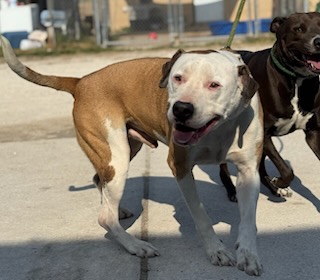 Zena & Scrappy