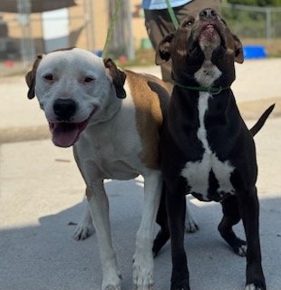 Zena & Scrappy