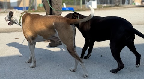 Zena & Scrappy