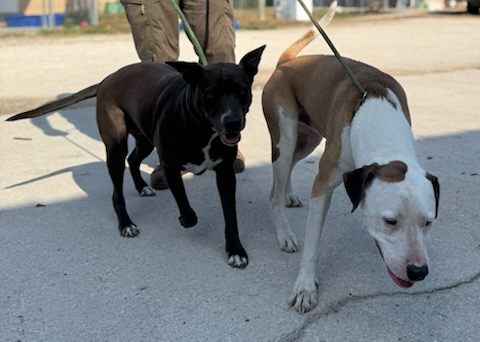 Zena & Scrappy
