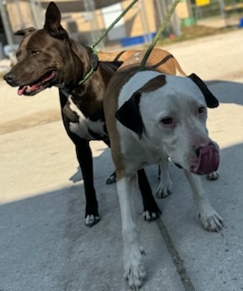 Zena & Scrappy