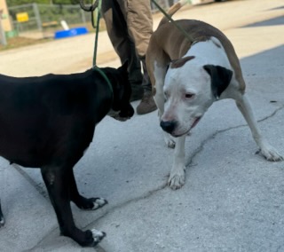 Zena & Scrappy