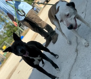 Zena & Scrappy
