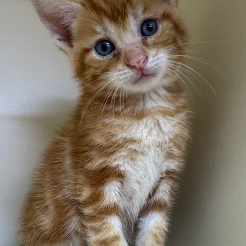 Marmalade