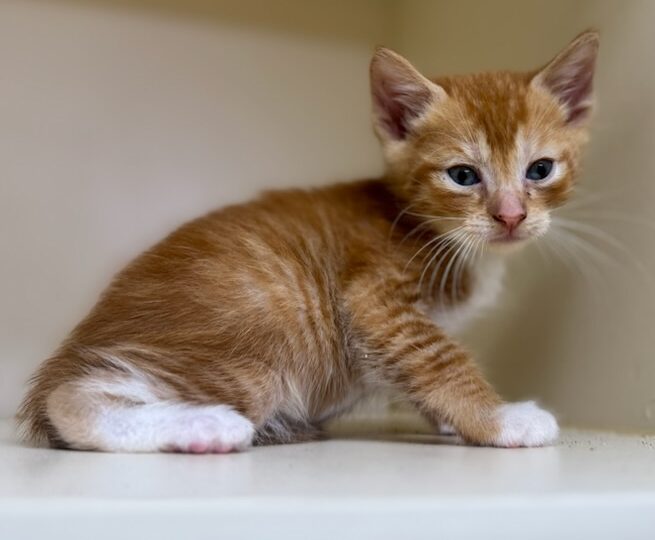 Butterscotch