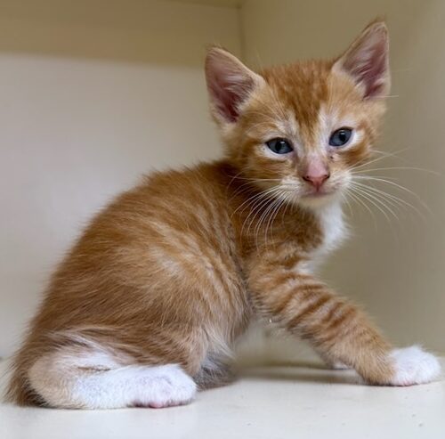 Butterscotch