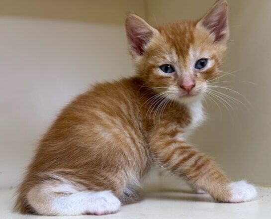 Butterscotch