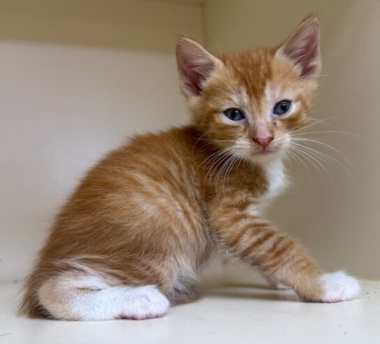 Butterscotch