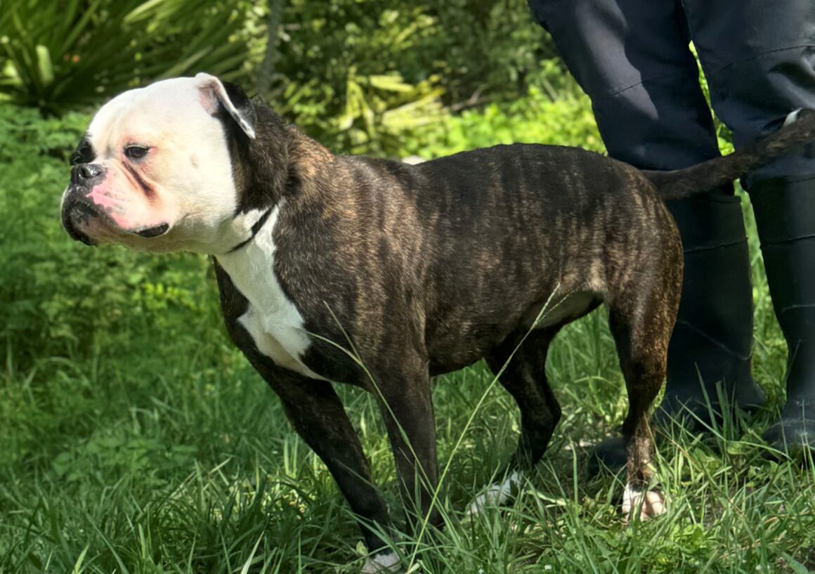 Maggie