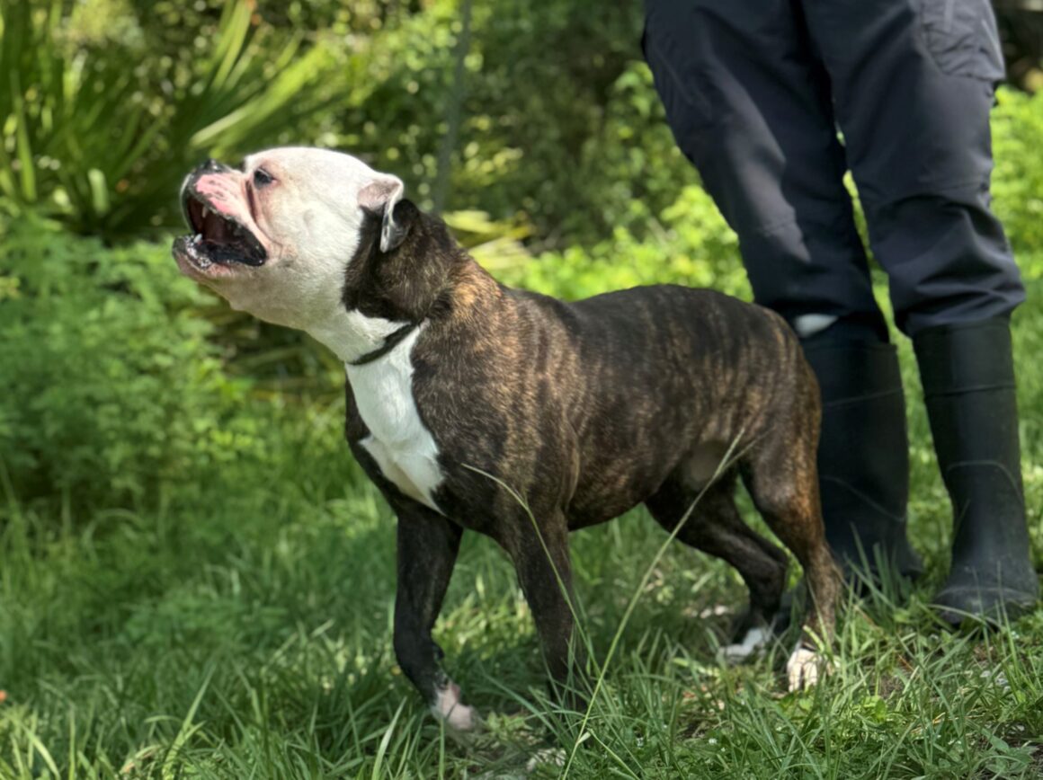 Maggie