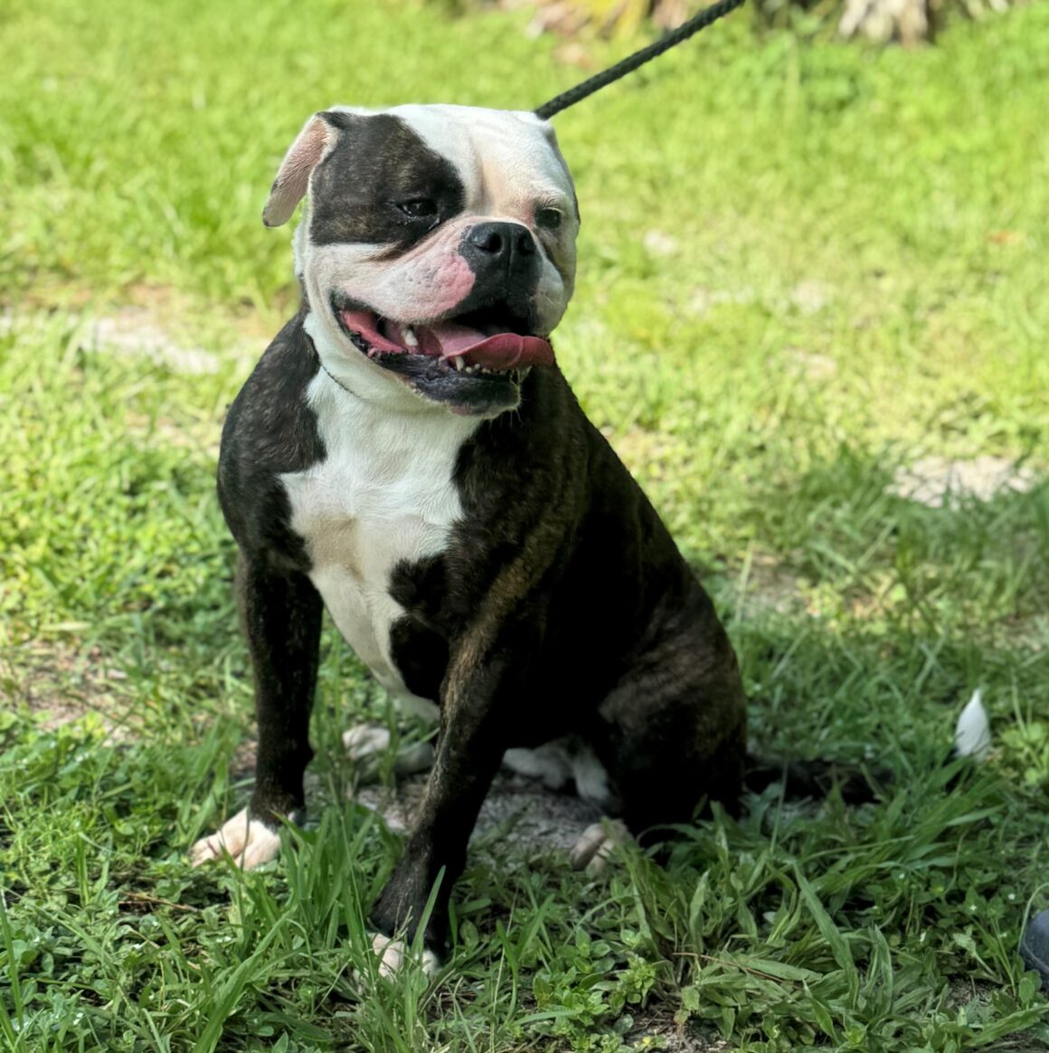 Maggie