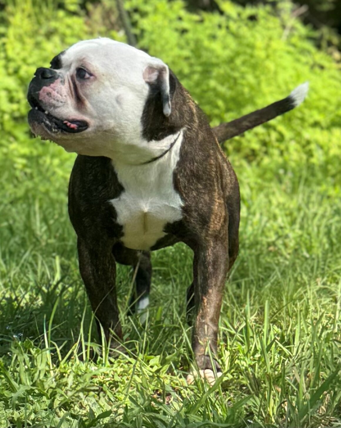 Maggie