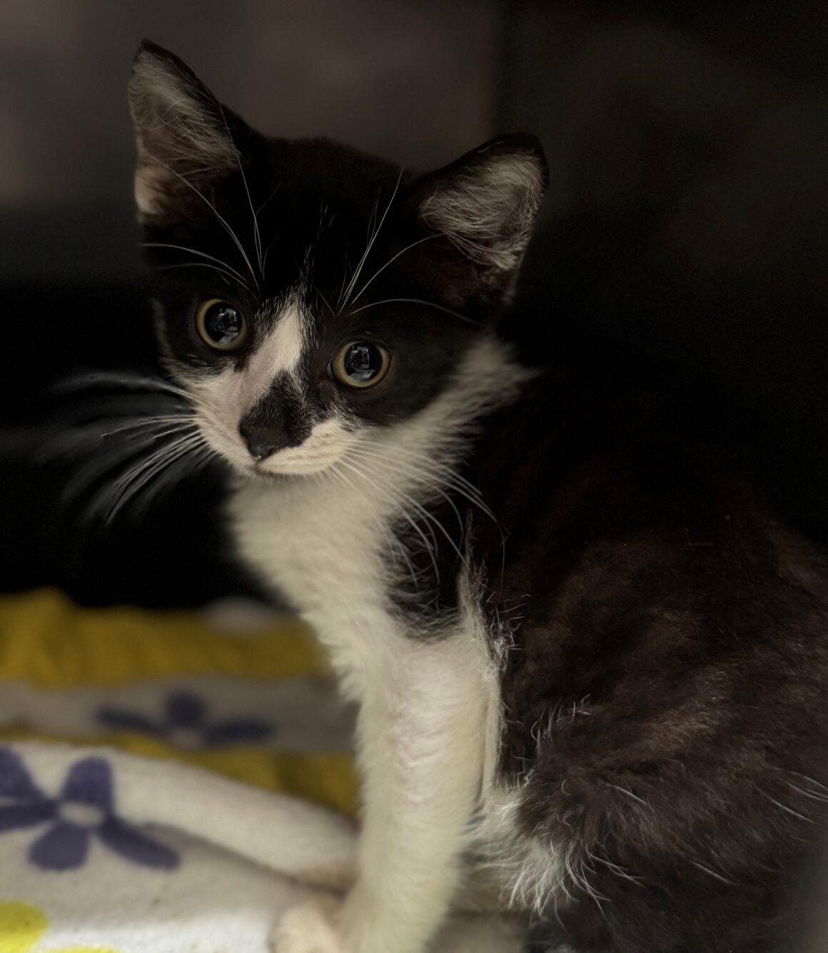 Frankie