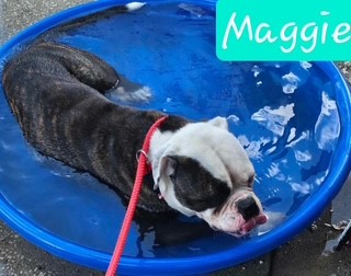 Maggie