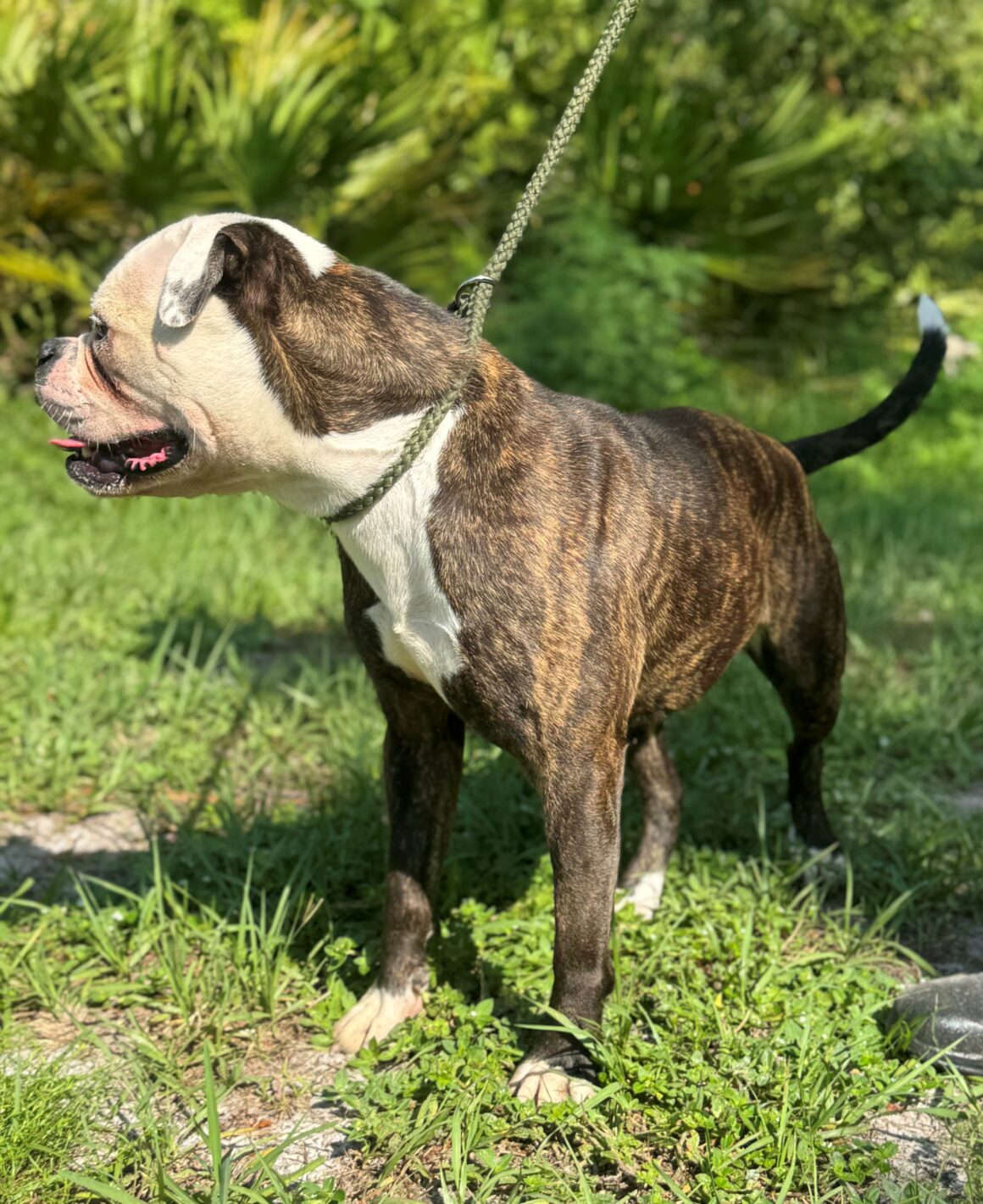 Maggie