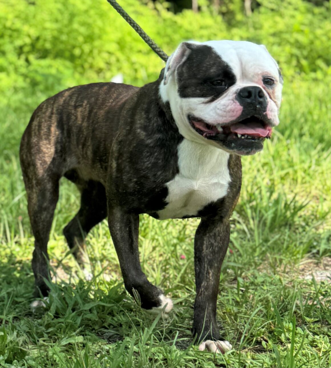 Maggie