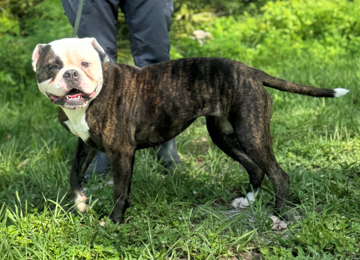 Maggie