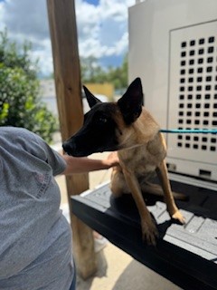 Echo