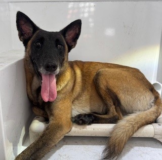 Ziva