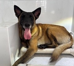 Ziva
