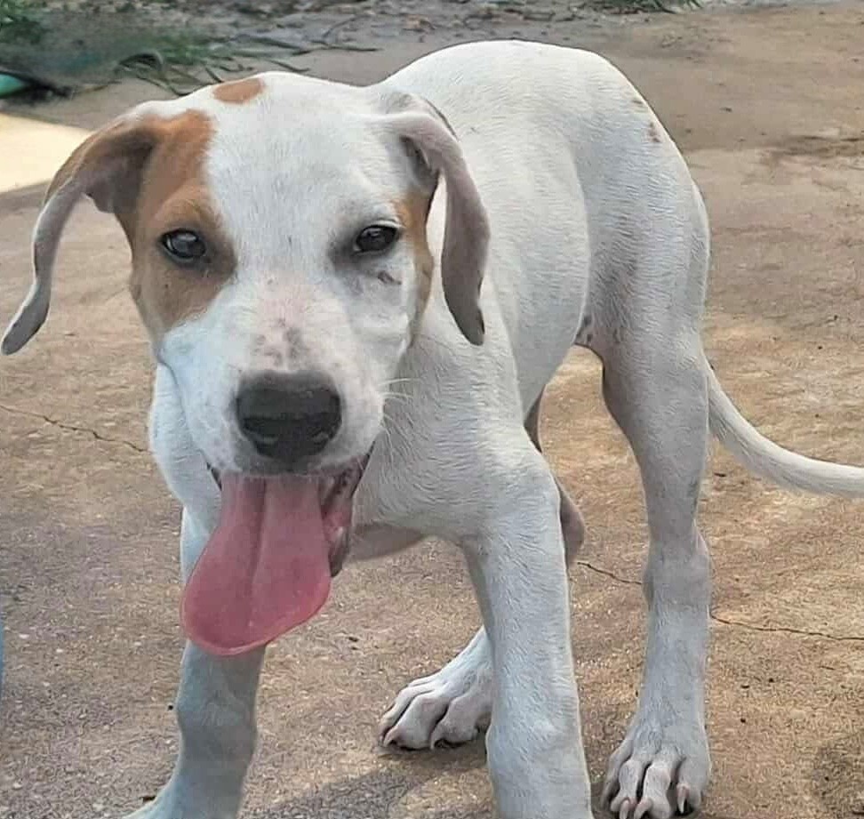 Leo