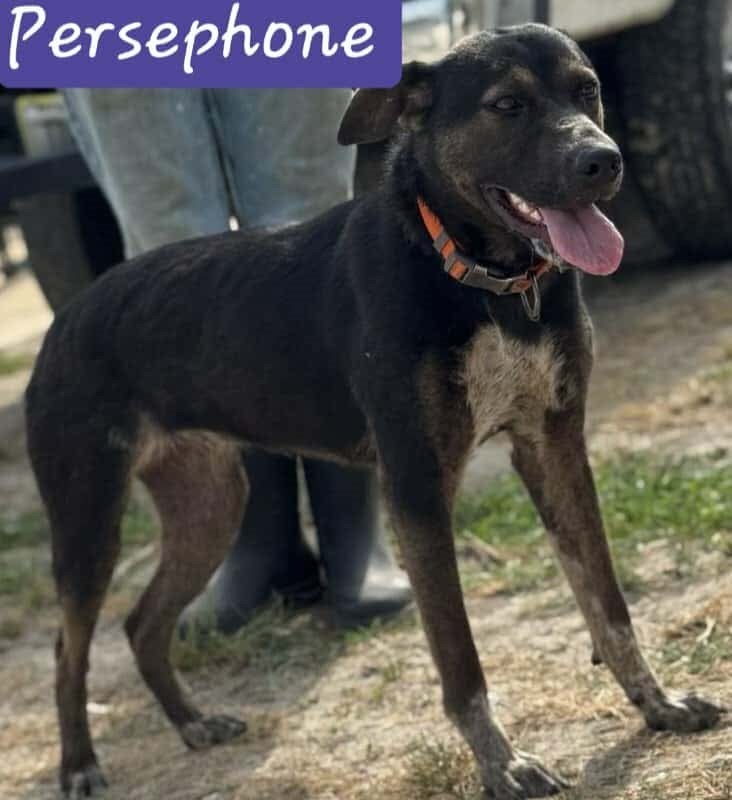 Persephone
