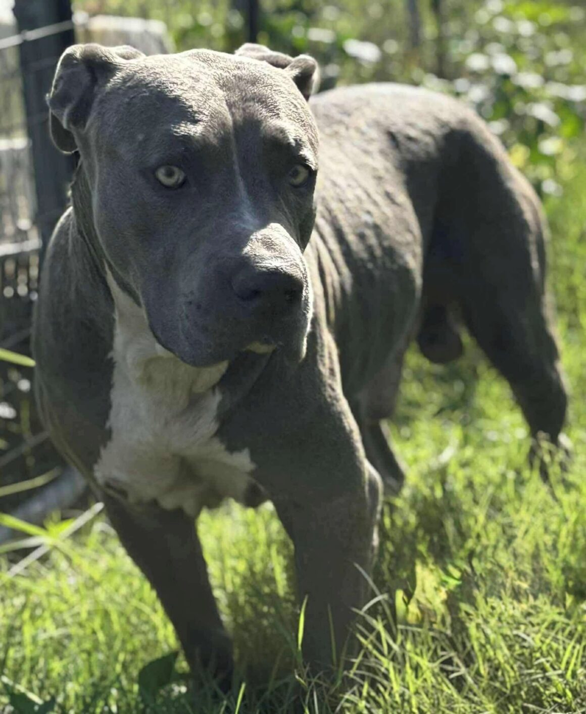 Samson