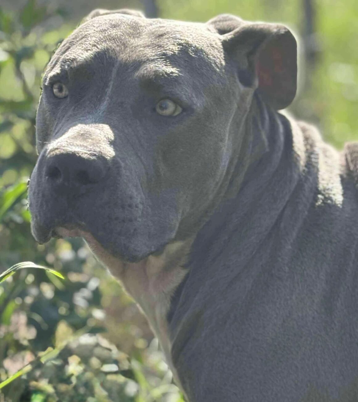 Samson
