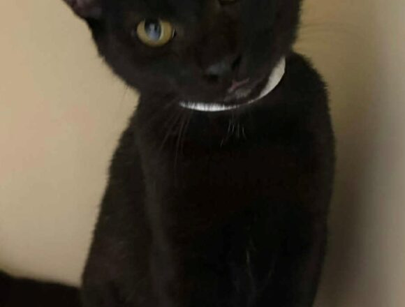 Kit