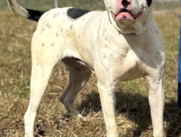 oakley1 Oakley