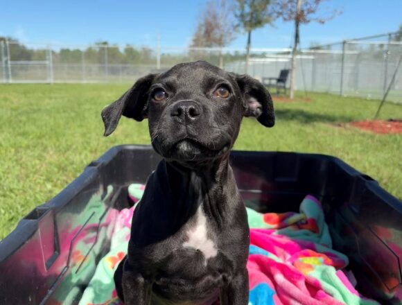 roxxy Roxy
